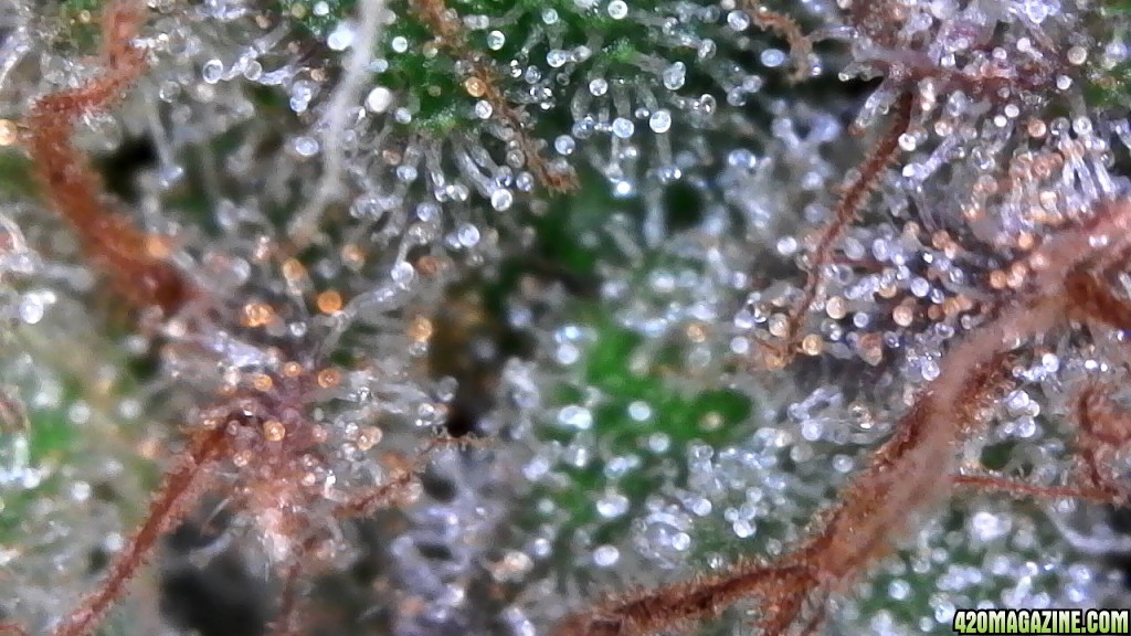 Trichomes ready for harvest?