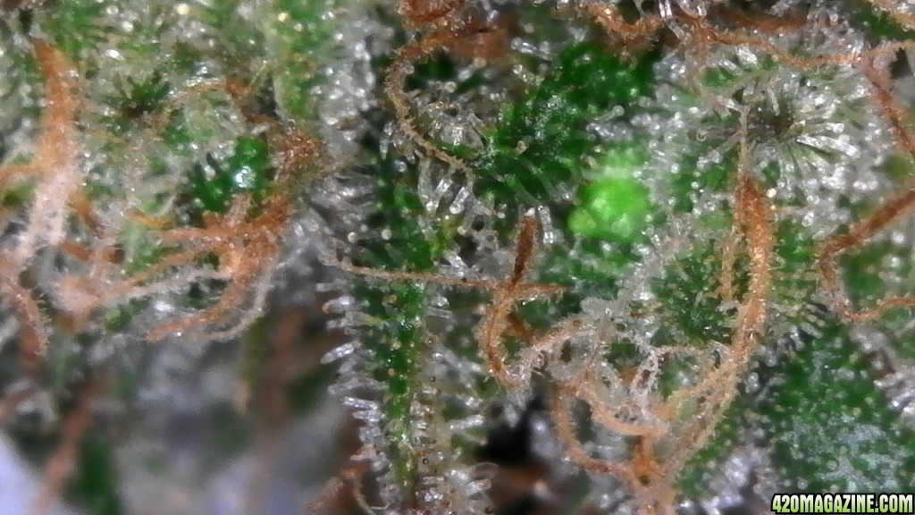 Trichomes ready for harvest?