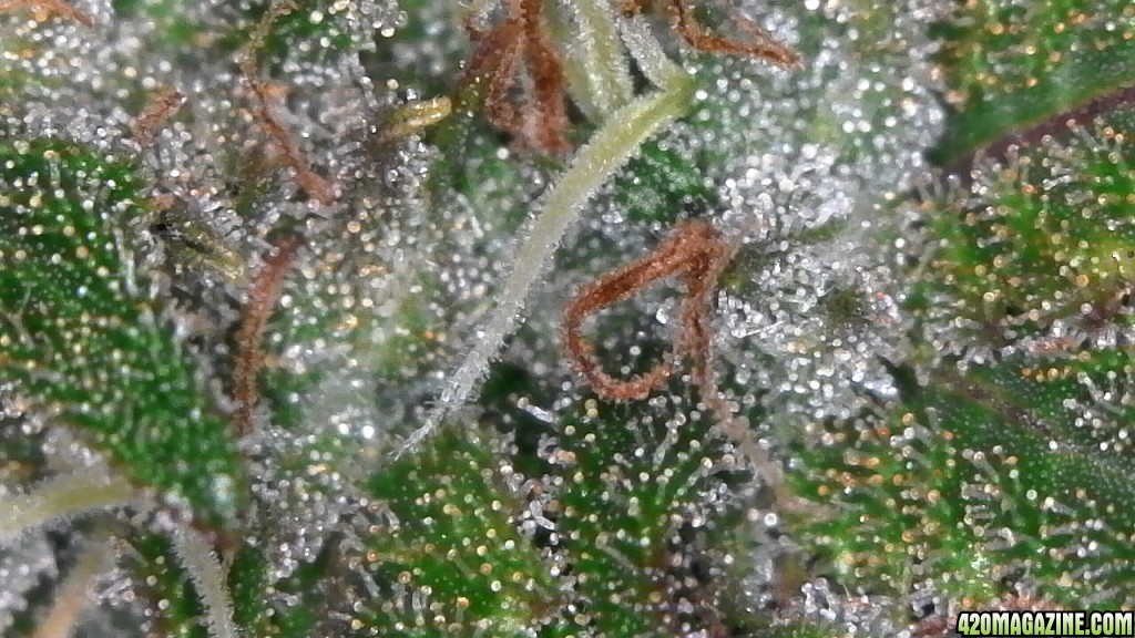 Trichomes ready for harvest?