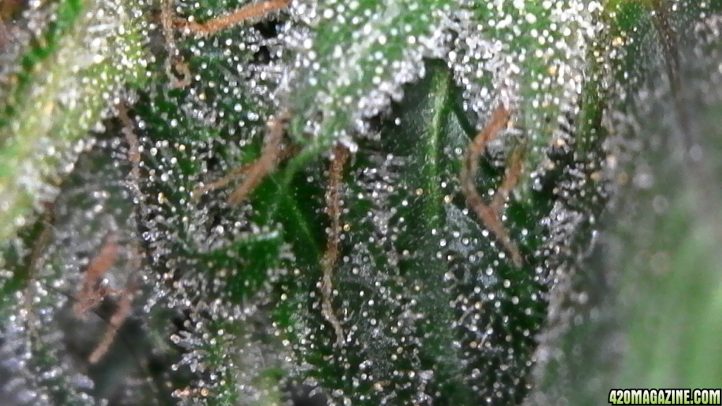 Trichomes ready for harvest?