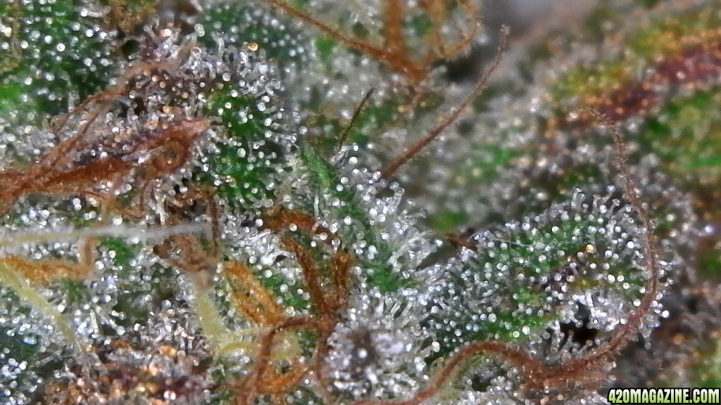 Trichomes ready for harvest?