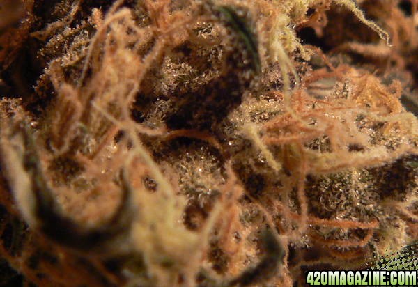 Trichomes Sweettooth3