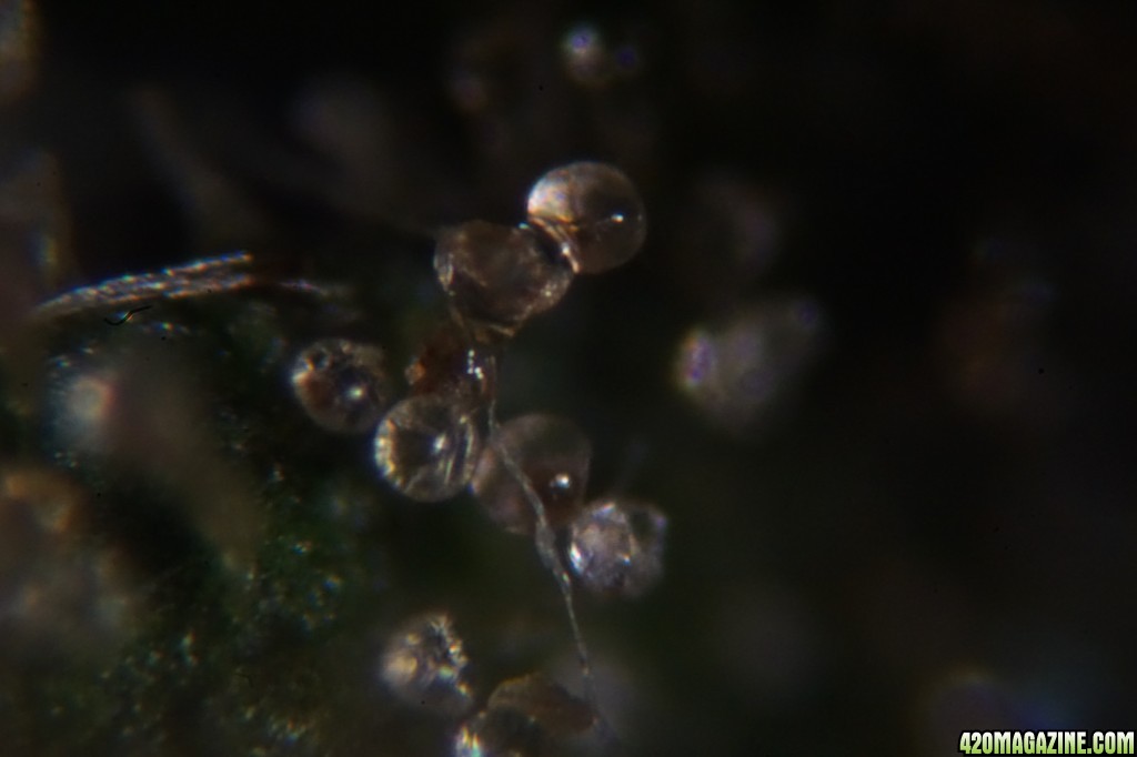 Trichomes under the microscope