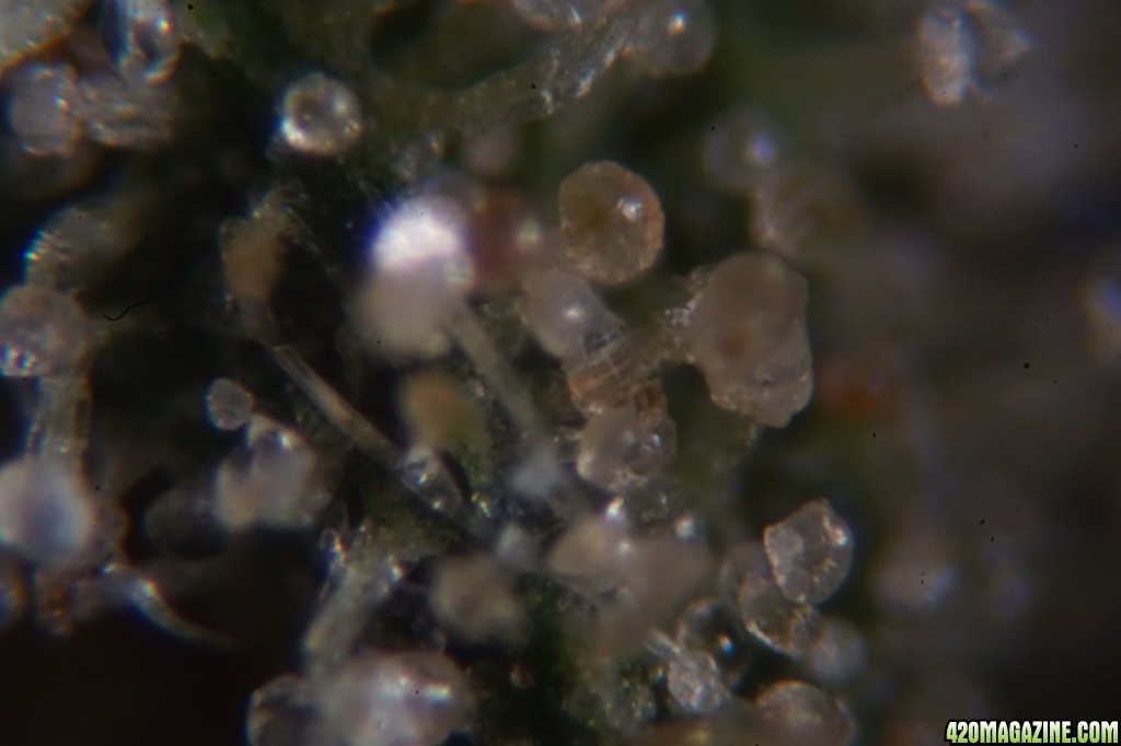 Trichomes under the microscope