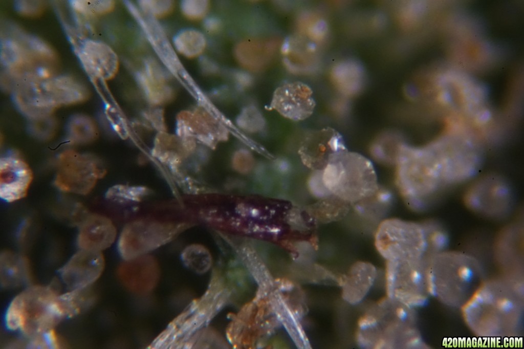 Trichomes under the microscope