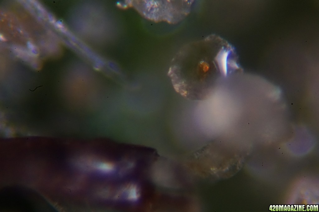 Trichomes under the microscope