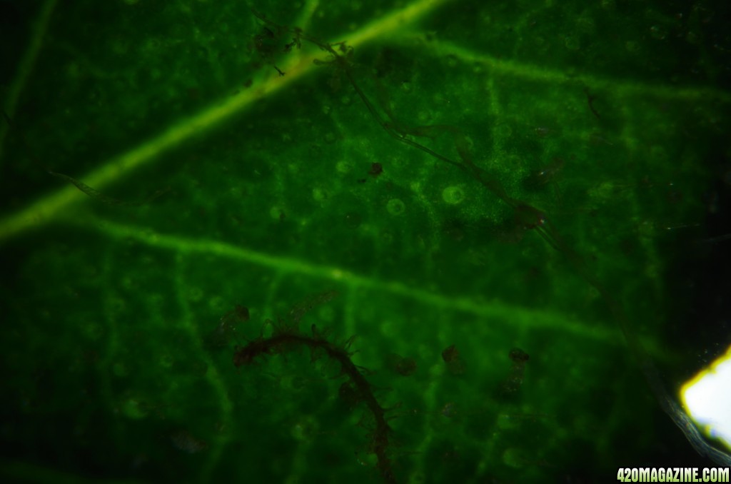 Trichomes via Microscope and DSLR