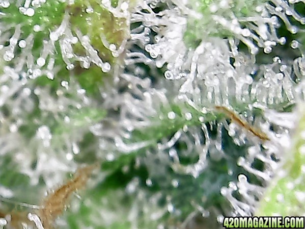 trichomes