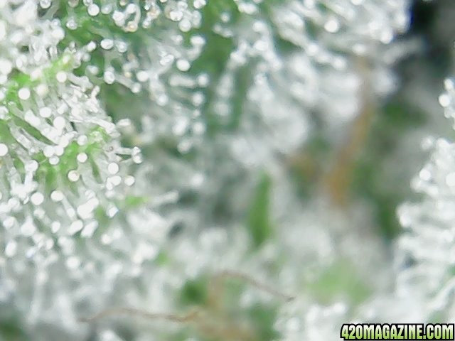 trichomes