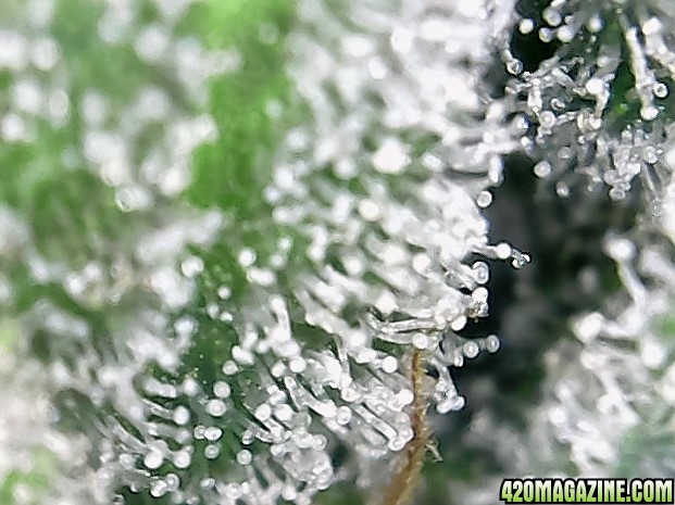 trichomes