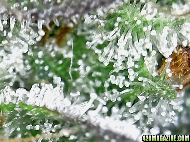 trichomes