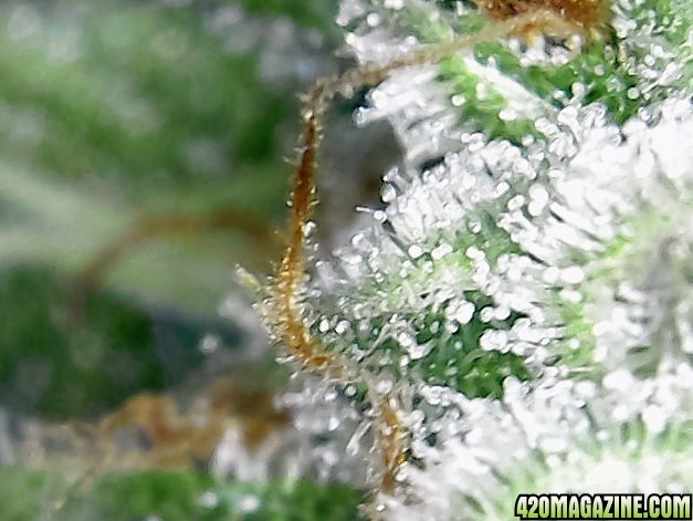 trichomes