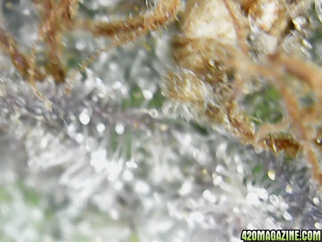 trichomes