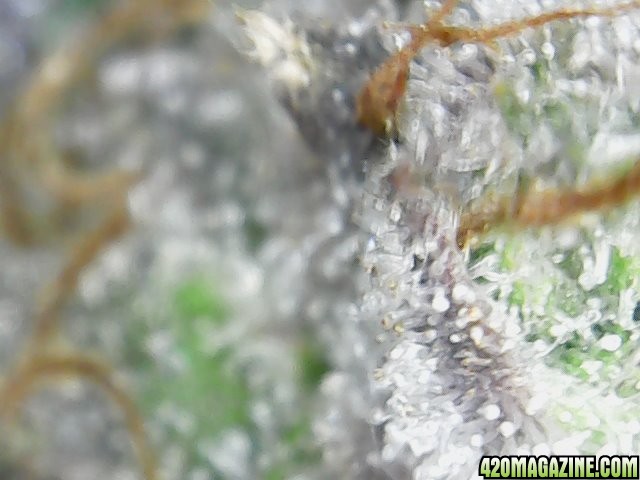 trichomes