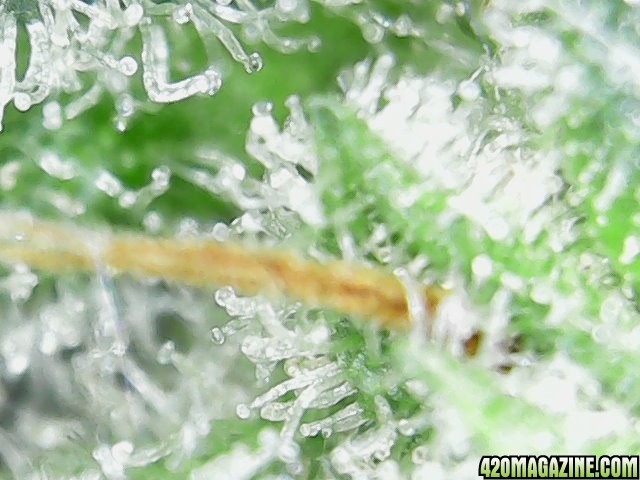 trichomes