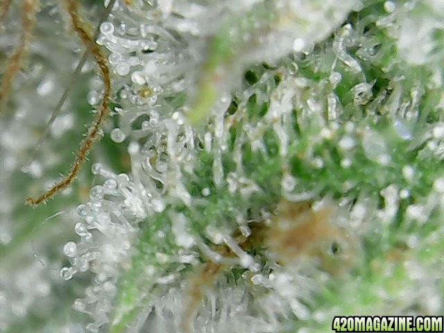 trichomes