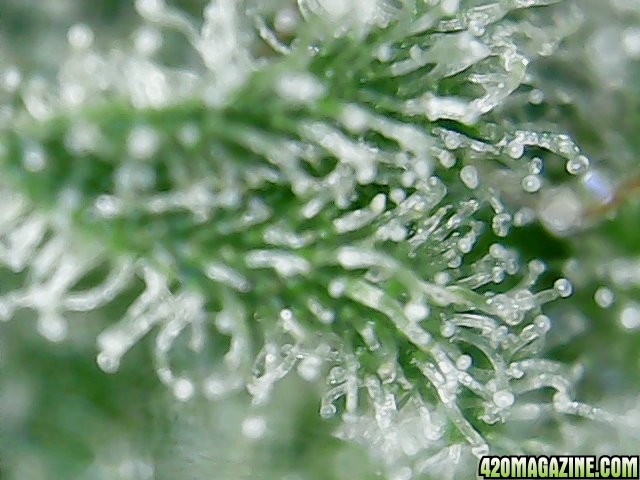 trichomes