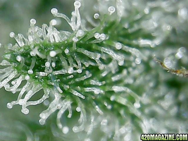 trichomes