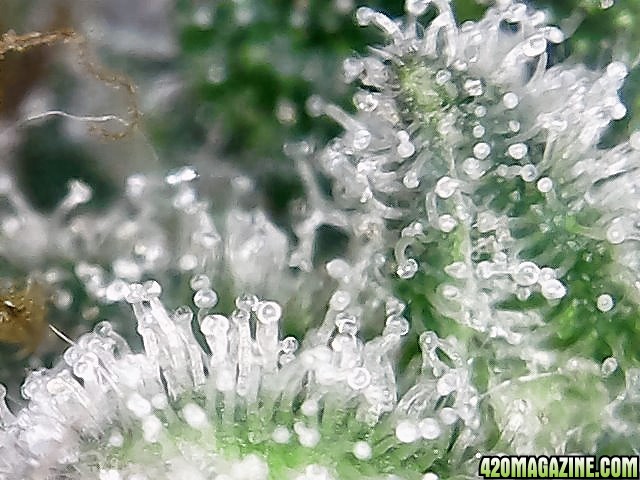 trichomes