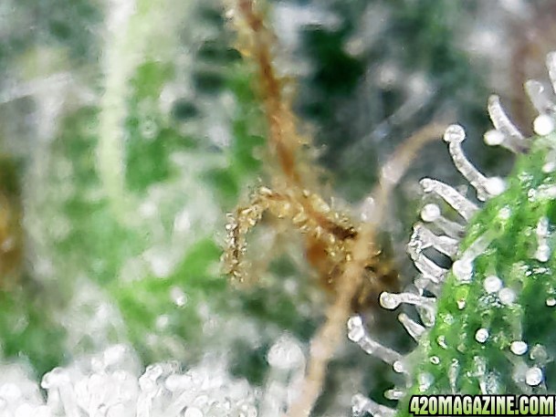 trichomes