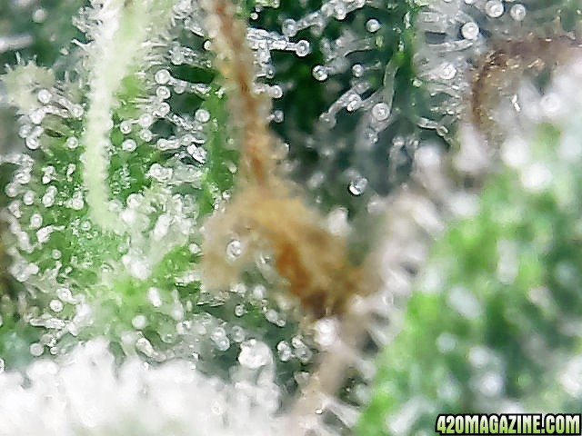 trichomes