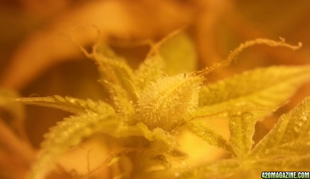 Trichomes