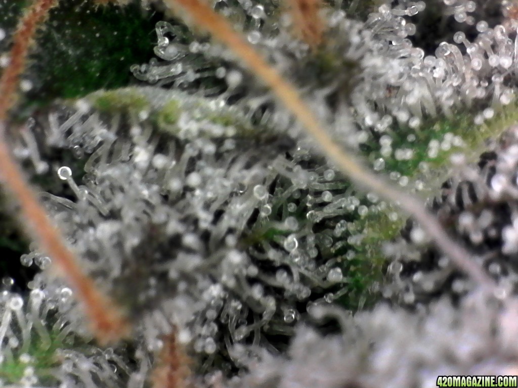 trichomes