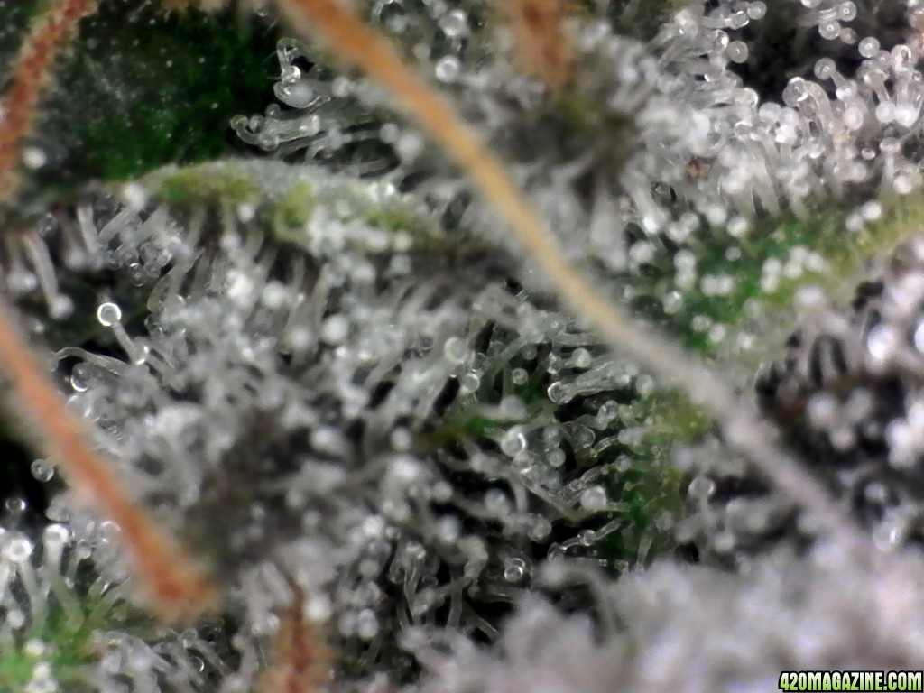 trichomes