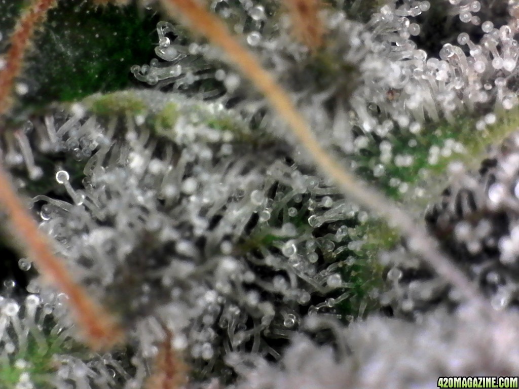 trichomes