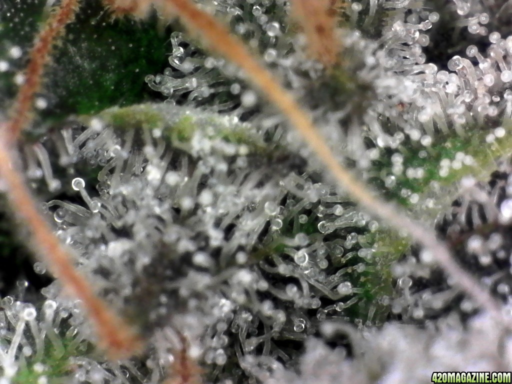 trichomes