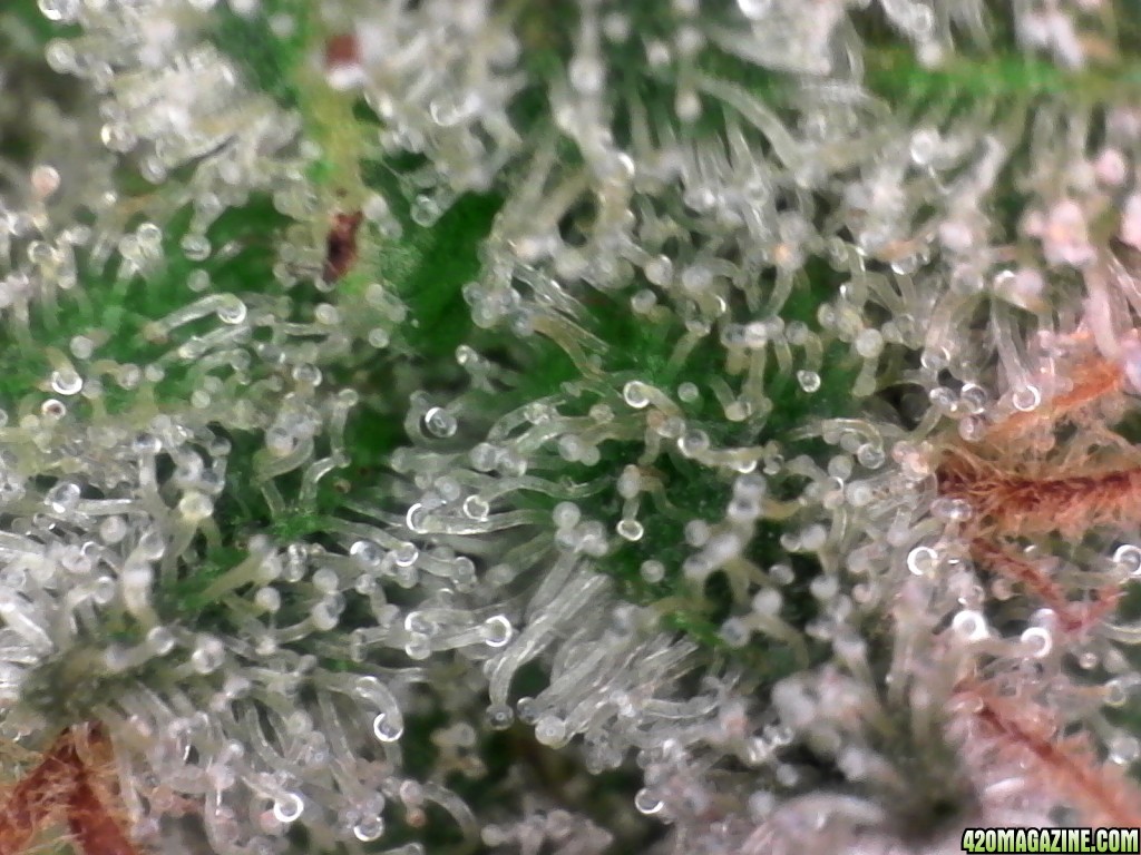 trichomes