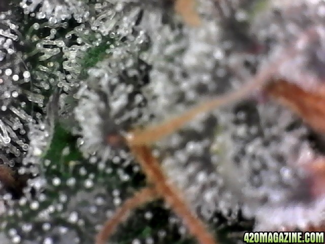 trichomes