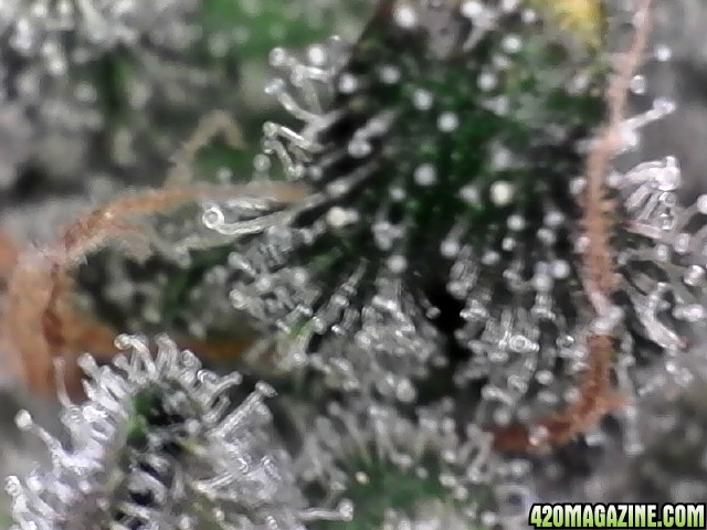 trichomes