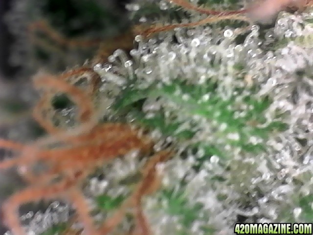 trichomes