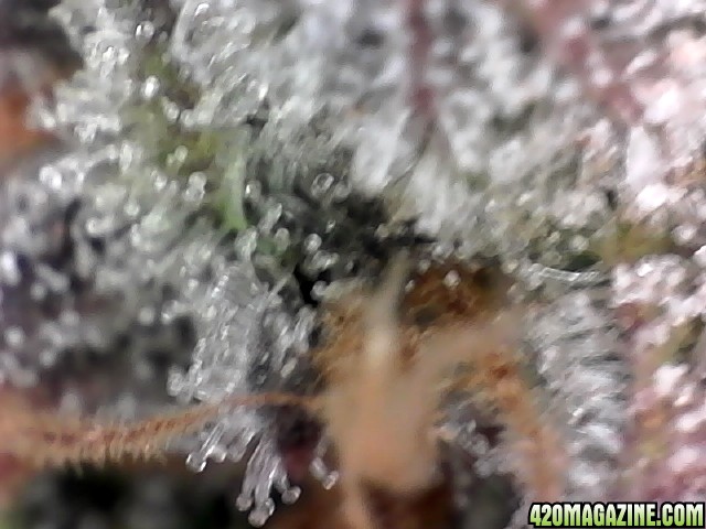 trichomes