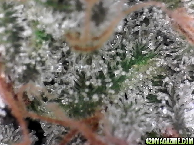 trichomes