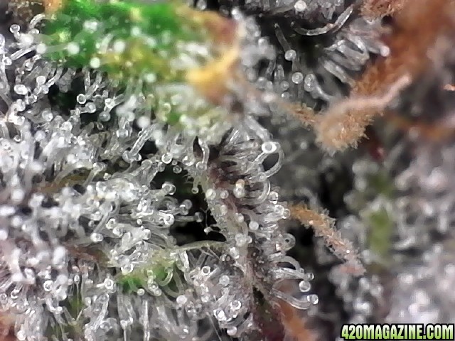 trichomes