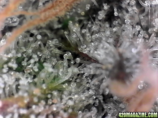 trichomes