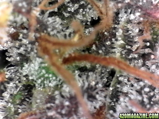 trichomes