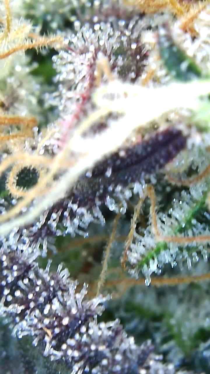 Trichomes