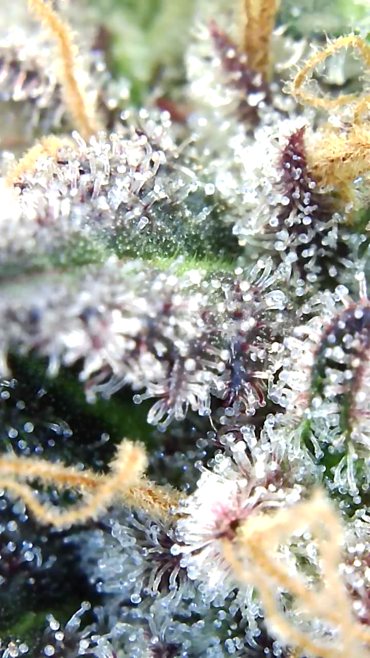 Trichomes