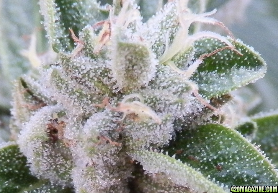 trichomes