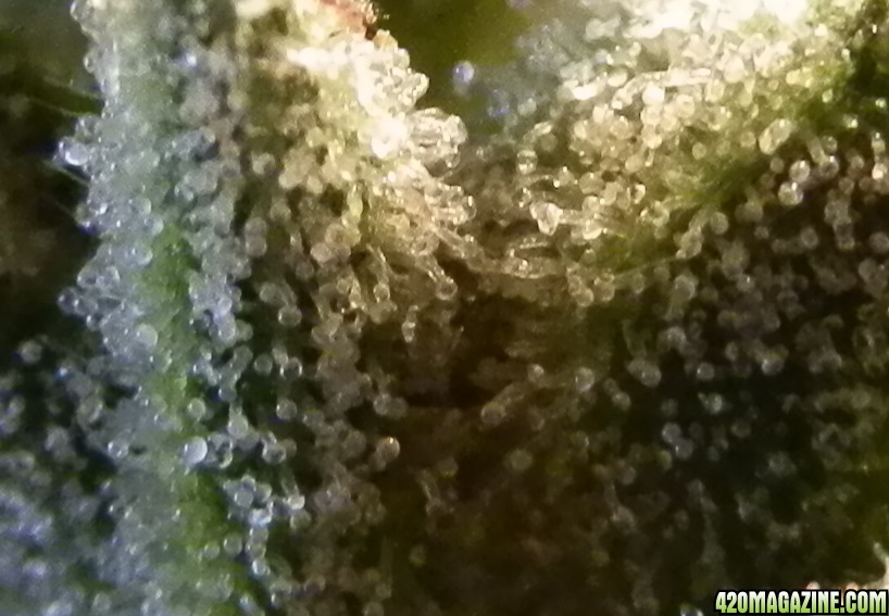 trichomes