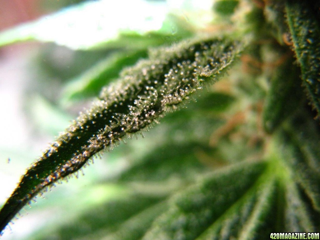 Trichomes