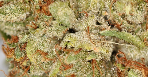 trichomes