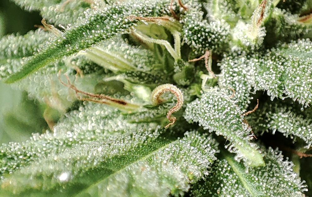 trichomes1.jpg