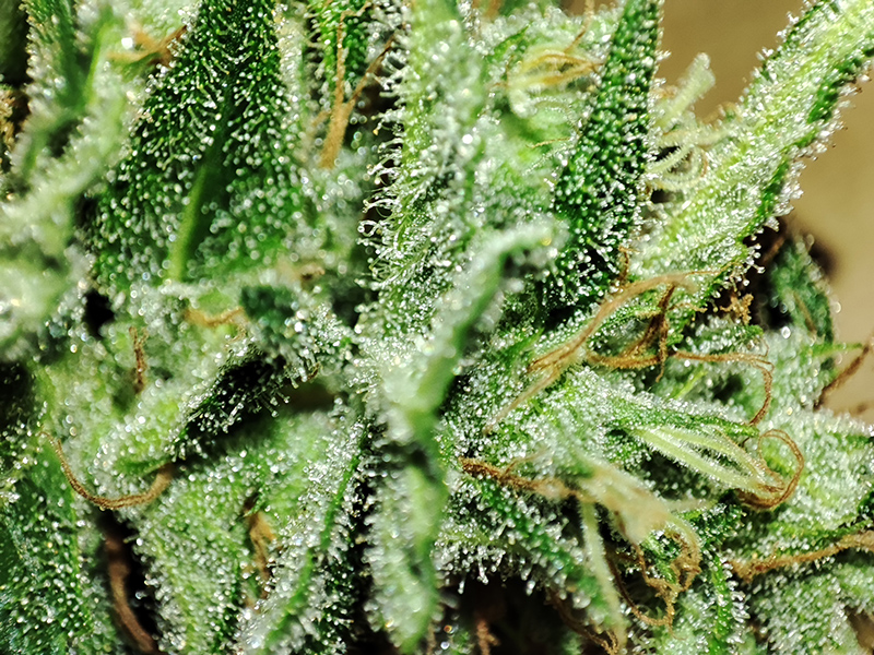 trichomes1.jpg