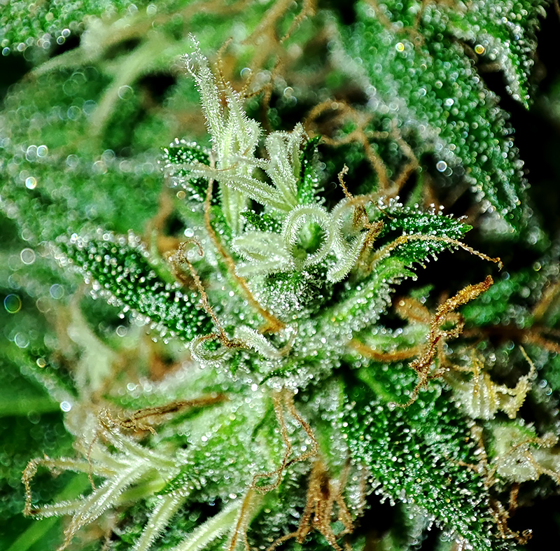 trichomes2.jpg