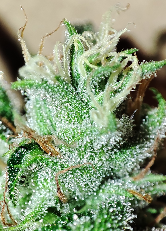 trichomes3.jpg