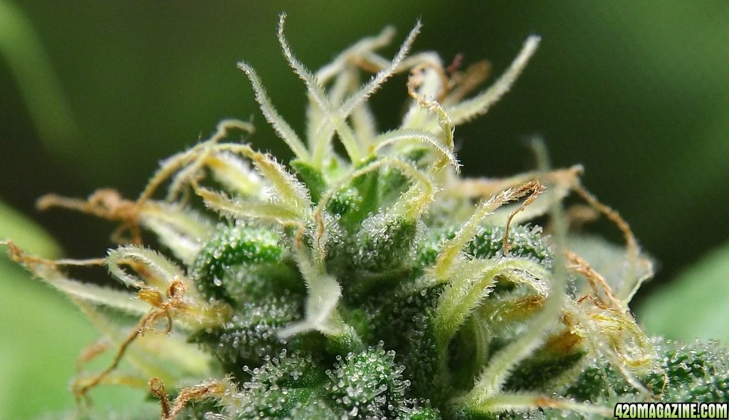 trichomes8